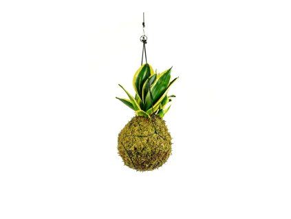 Kokedama Sansevieria Hahnii (M)  Sanseveria, Tchýnin jazyk, Tenura