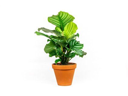 Calathea Orbifolia, průměr 11-12 cm  Kalatea