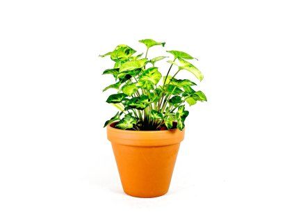 78 2 syngonium podophyllum pixie prumer 12 cm
