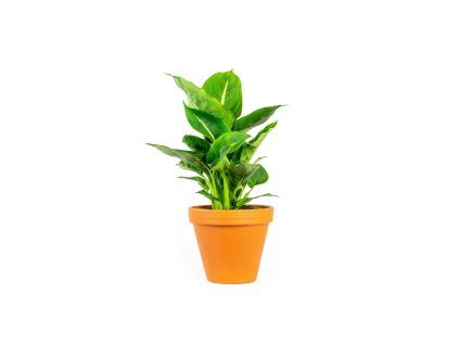 Dieffenbachia Green Magic, průměr 12 cm  Difenbachie, mramornatka