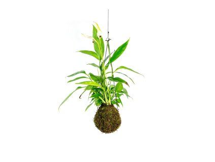 Kokedama Spathiphyllum (L)  Spatifylum, Lopatkovec, Toulcovka