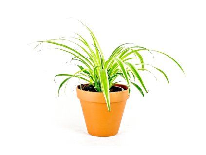 82 4 chlorophytum comosum prumer 11 12 cm