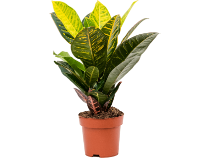 82446 codiaeum croton variegatum petra prumer 17 cm