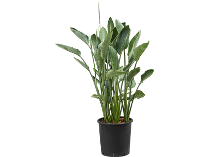82596 strelitzia reginae prumer 34 cm