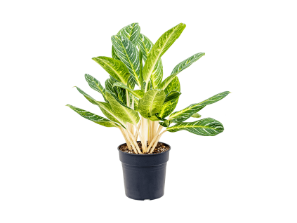 82599 aglaonema key lime prumer 27 cm