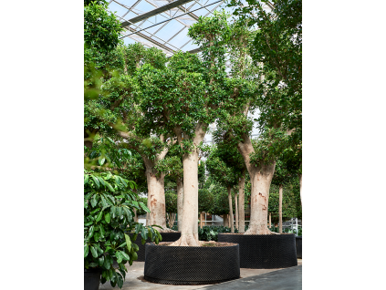 82611 ficus microcarpa nitida prumer 170 cm