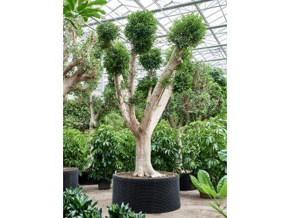 82620 ficus microcarpa nitida prumer 180 cm