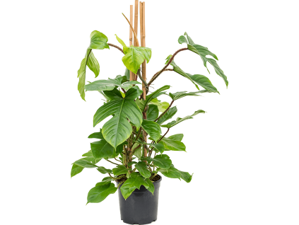 82647 philodendron squamiferum prumer 24 cm