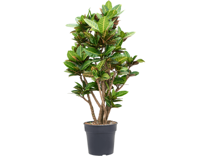 82704 codiaeum croton variegatum petra prumer 30 cm