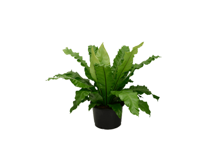 Asplenium nidus, průměr 37 cm  Sleziník, Sleziník hnízdnatý, ptačí hnízdo