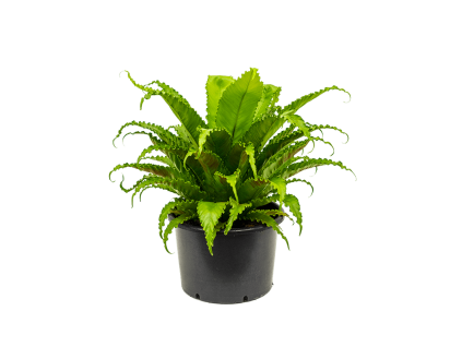 Asplenium antiquum Osaka, průměr 37 cm  Sleziník, Sleziník hnízdnatý, ptačí hnízdo