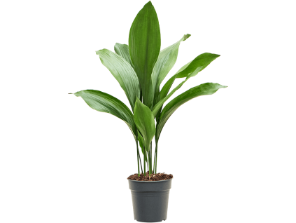 Aspidistra Elatior, průměr 17 cm  Kořenokvětka