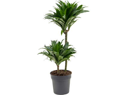 Dracaena fragrans Compacta, průměr 19 cm  Dracéna vonná, dračinec