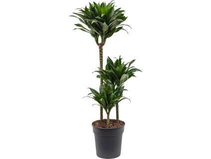 Dracaena fragrans Compacta, průměr 21 cm  Dracéna vonná, dračinec