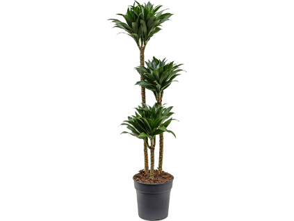 Dracaena fragrans Compacta, průměr 24 cm  Dracéna vonná, dračinec