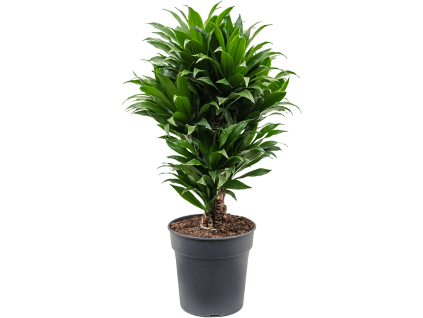 Dracaena fragrans Compacta, průměr 24 cm  Dracéna vonná, dračinec