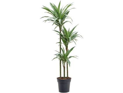 82884 dracaena deremensis prumer 24 cm