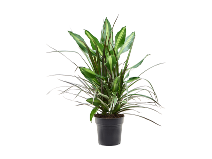 82932 dracaena combo prumer 17 cm