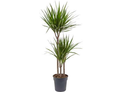 82935 dracaena marginata prumer 21 cm