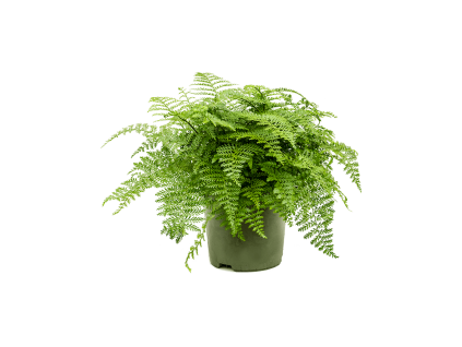 Asplenium dimorphum Parvati, průměr 27 cm  Sleziník, Sleziník hnízdnatý, ptačí hnízdo
