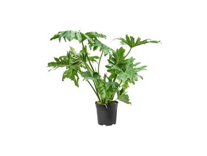 82980 philodendron selloum prumer 24 cm