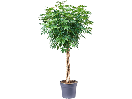 82995 schefflera arboricola compacta prumer 34 cm
