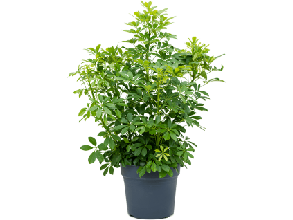 83004 schefflera arboricola compacta prumer 34 cm