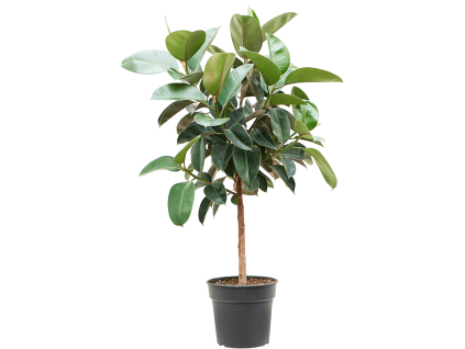 83007 ficus elastica robusta prumer 30 cm