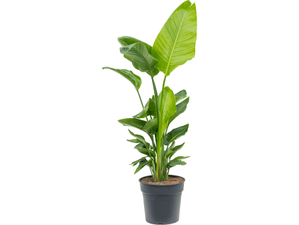 83016 strelitzia nicolai prumer 30 cm