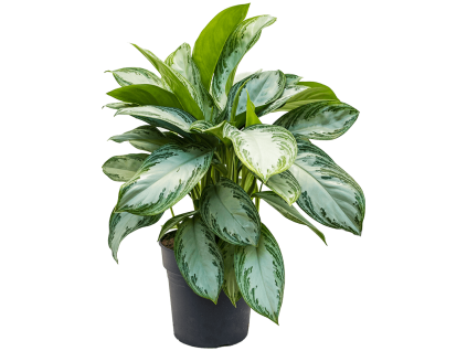 83031 aglaonema silver bay prumer 24 cm