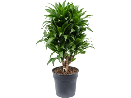 Dracaena fragrans Compacta, průměr 21 cm  Dracéna vonná, dračinec