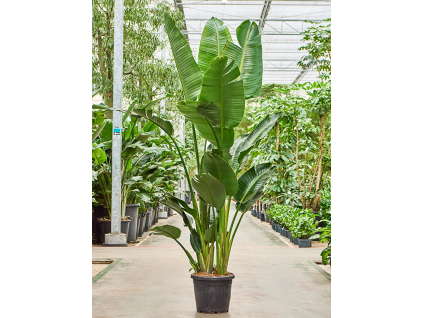 83061 strelitzia nicolai prumer 40 cm