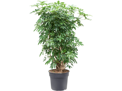 83088 schefflera arboricola compacta prumer 34 cm
