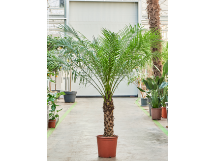 83103 phoenix roebelenii prumer 30 cm