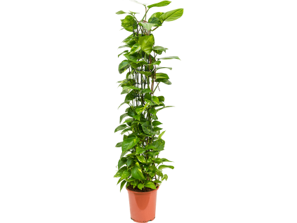 83112 epipremnum aureum prumer 27 cm