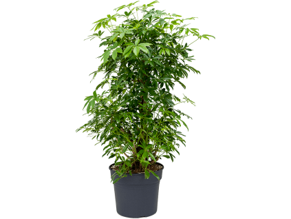 83154 schefflera arboricola compacta prumer 38 cm