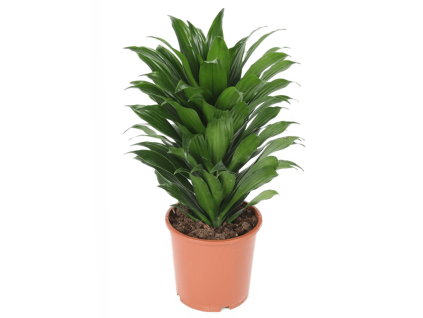 Dracaena fragrans Compacta, průměr 17 cm  Dracéna vonná, dračinec