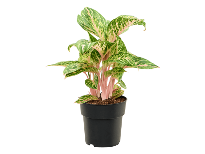 83229 aglaonema coco melon prumer 19 cm