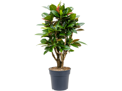 83247 codiaeum croton variegatum petra prumer 27 cm