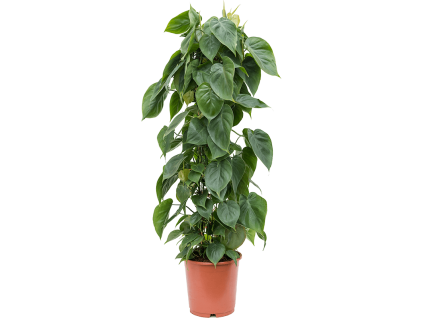 83268 philodendron scandens prumer 24 cm