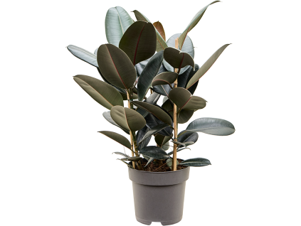 83403 ficus elastica abidjan prumer 27 cm