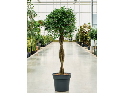 83562 ficus microcarpa nitida prumer 34 cm