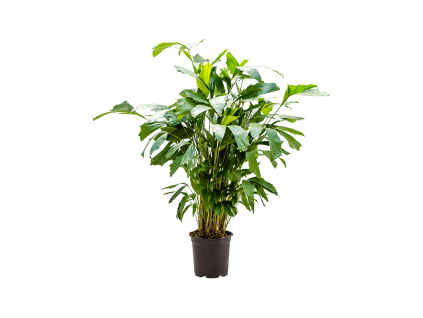 83849 caryota mitis prumer 21 cm