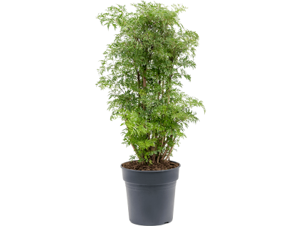 83918 polyscias aralia ming prumer 24 cm