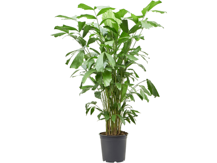 83945 caryota mitis prumer 27 cm
