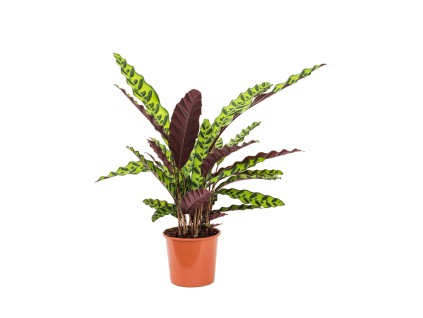84176 calathea insignis prumer 17 cm