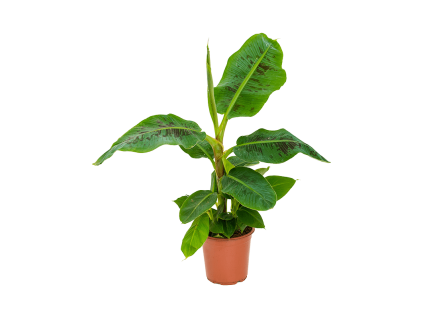 84236 musa dwarf cavendish prumer 21 cm