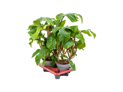 84269 philodendron squamiferum prumer 17 cm