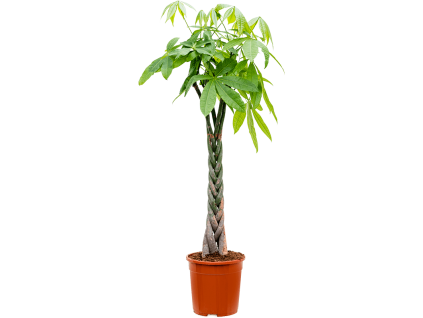 84302 pachira aquatica prumer 24 cm