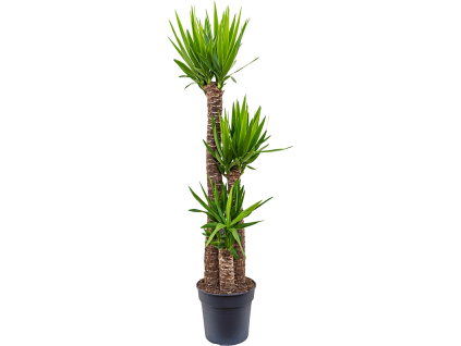 84344 yucca elephantipes prumer 30 cm